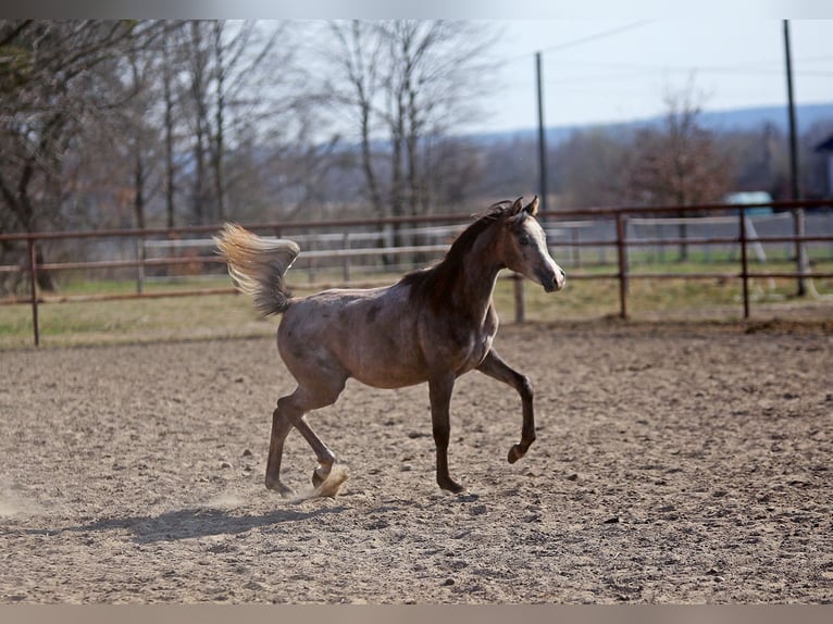 Arabian horses Mare 1 year 15,1 hh Grey in Stryków