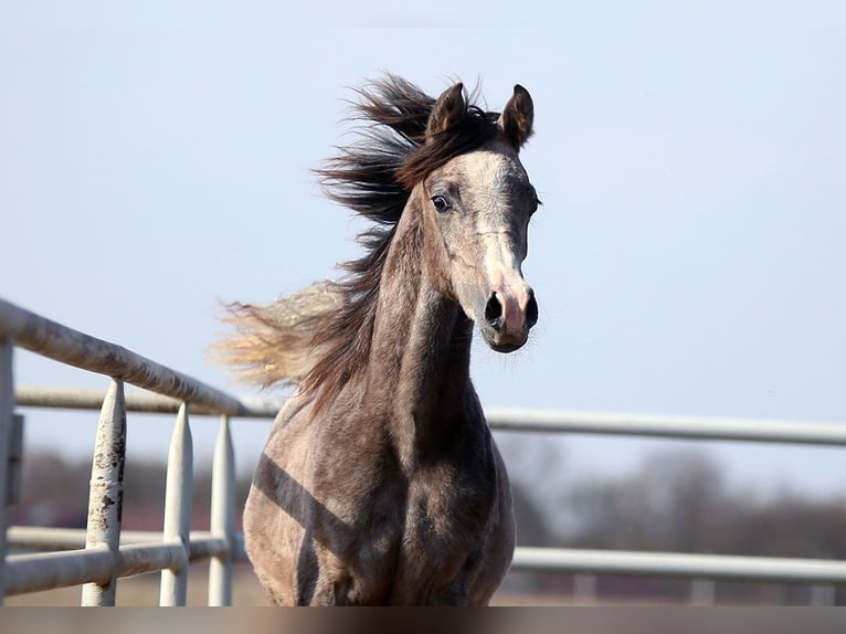 Arabian horses Mare 1 year 15,1 hh Grey in Stryków