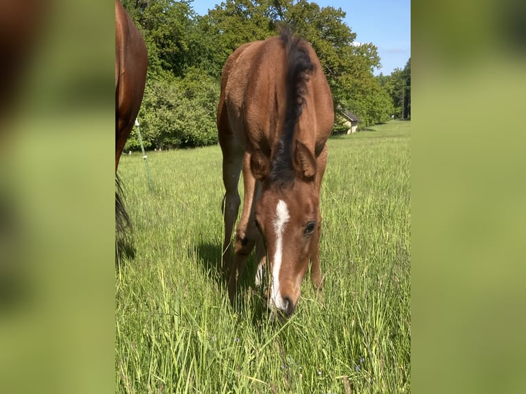 Arabian horses Mare 1 year 15,2 hh Brown in Theras