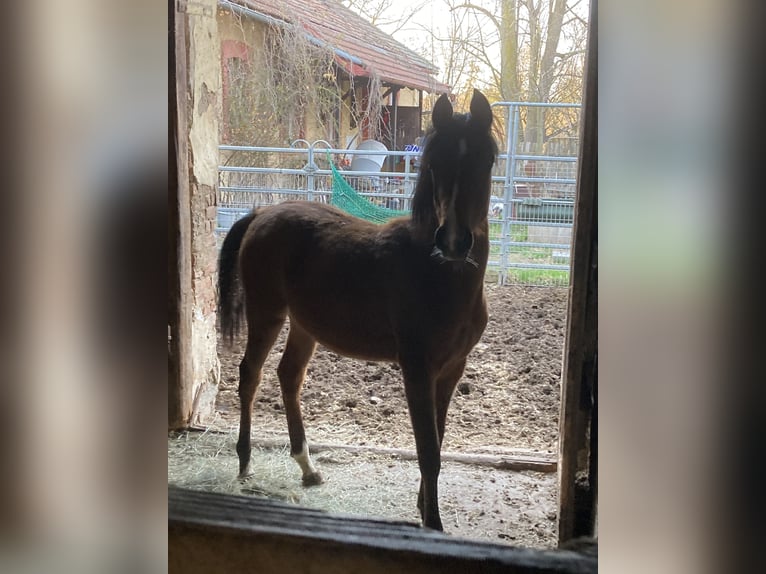 Arabian horses Mare 1 year 15,2 hh Brown in Theras