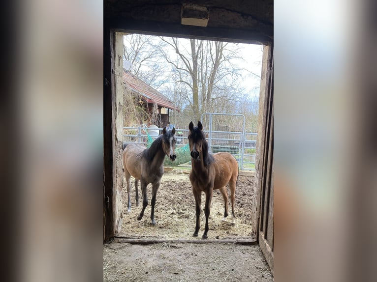 Arabian horses Mare 1 year 15,2 hh Brown in Theras