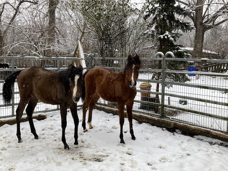 Arabian horses Mare 1 year 15,2 hh Brown in Theras