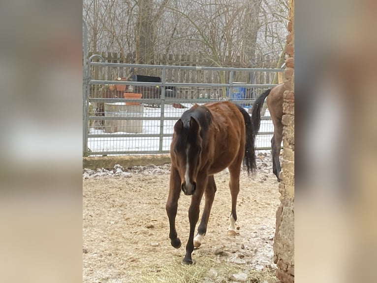 Arabian horses Mare 1 year 15,2 hh Brown in Theras