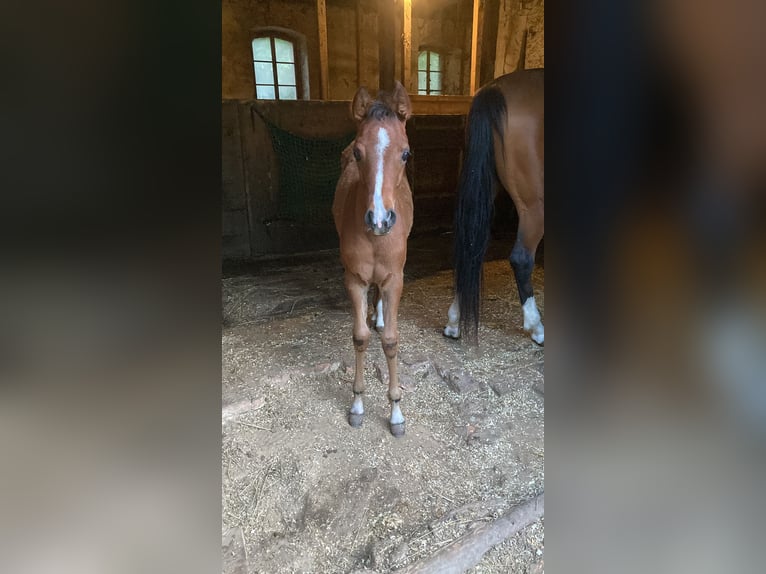 Arabian horses Mare 1 year 15,2 hh Brown in Theras