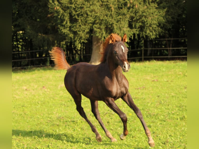 Arabian horses Mare 1 year 15,2 hh Chestnut-Red in Thurmansbang
