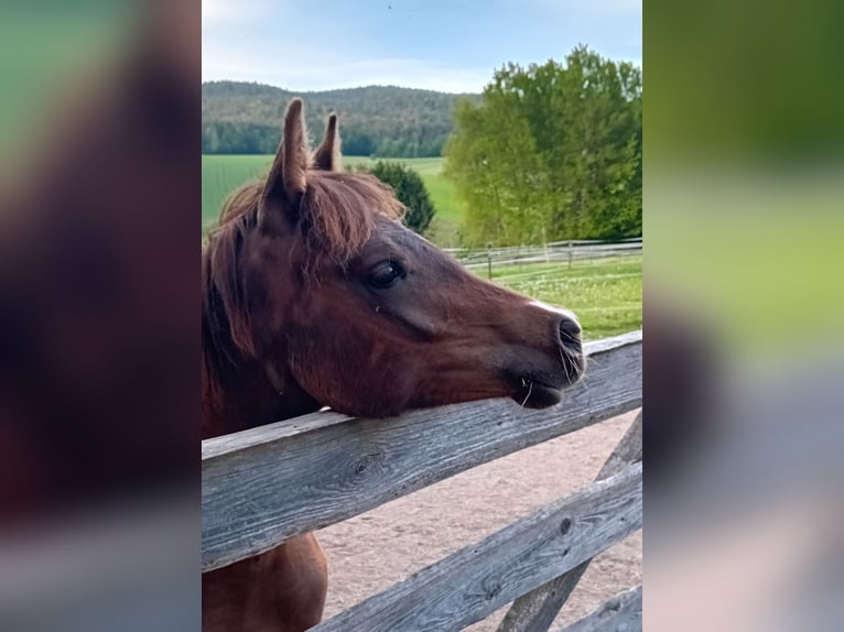 Arabian horses Mare 1 year 15,2 hh Chestnut-Red in Thurmansbang