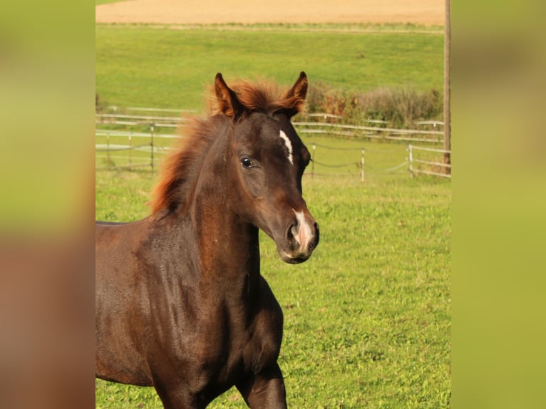 Arabian horses Mare 1 year 15,2 hh Chestnut-Red in Thurmansbang