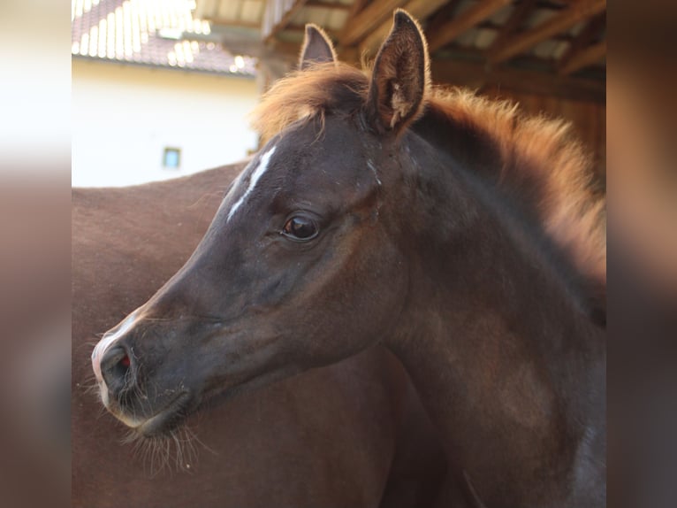 Arabian horses Mare 1 year 15,2 hh Chestnut-Red in Thurmansbang