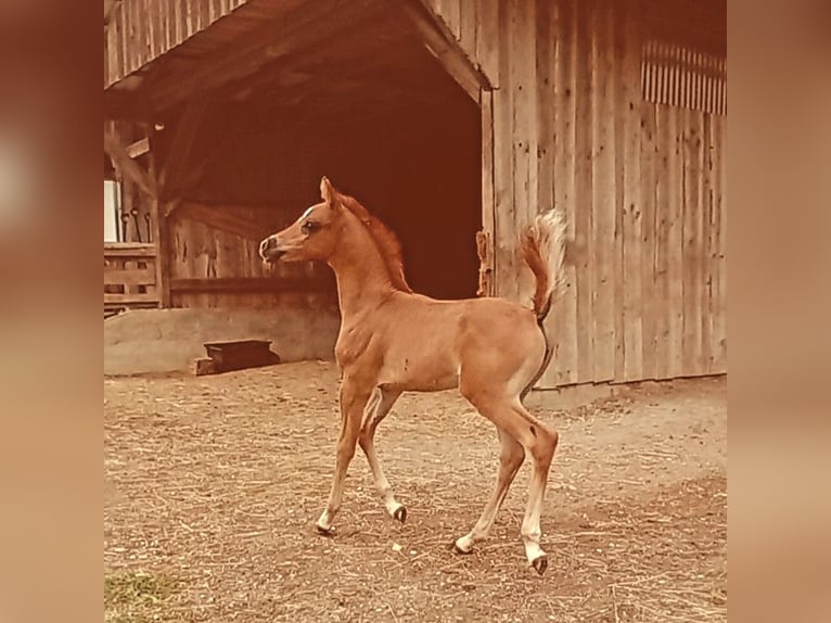 Arabian horses Mare 1 year 15,2 hh Chestnut-Red in Thurmansbang