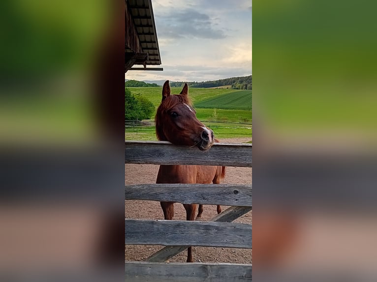 Arabian horses Mare 1 year 15,2 hh Chestnut-Red in Thurmansbang