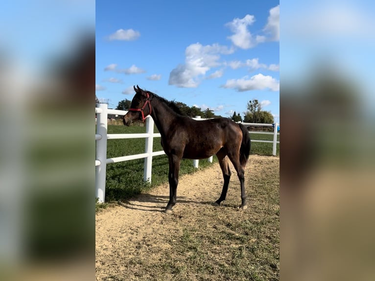 Arabian horses Mare 1 year Bay-Dark in Chomęcice