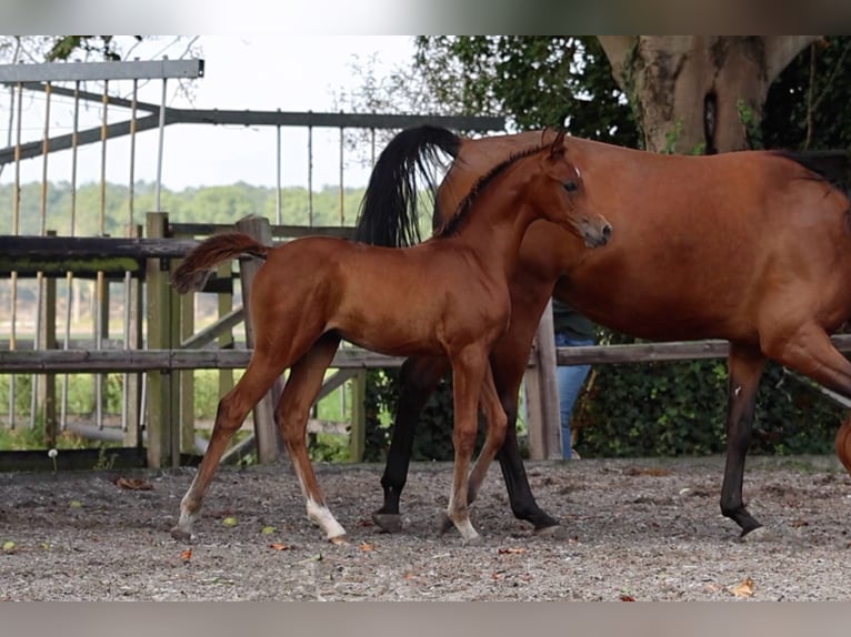 Arabian horses Mare 1 year Bay-Dark in Zuidoostbeemster