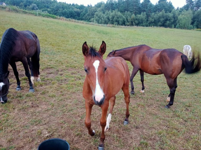 Arabian horses Mare 1 year Bay in Jankowa