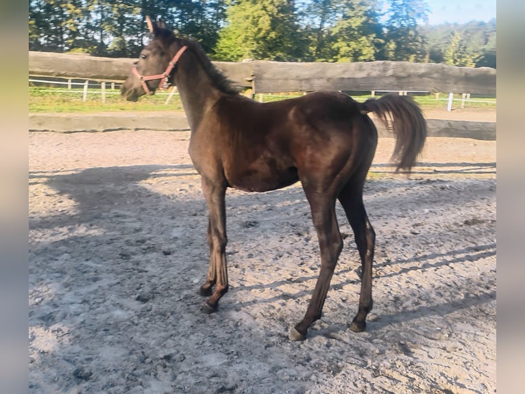 Arabian horses Mare 1 year Black in Głowno