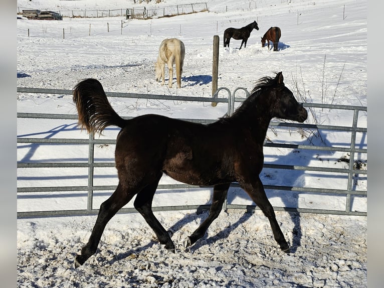 Arabian horses Mare 1 year Black in Todtnau
