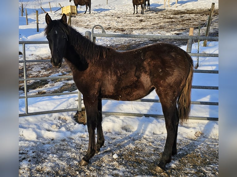 Arabian horses Mare 1 year Black in Todtnau