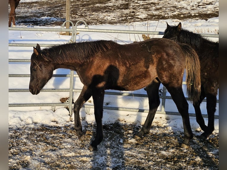 Arabian horses Mare 1 year Black in Todtnau