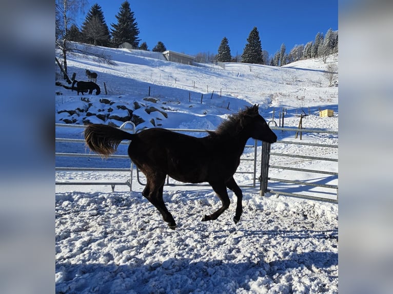 Arabian horses Mare 1 year Black in Todtnau