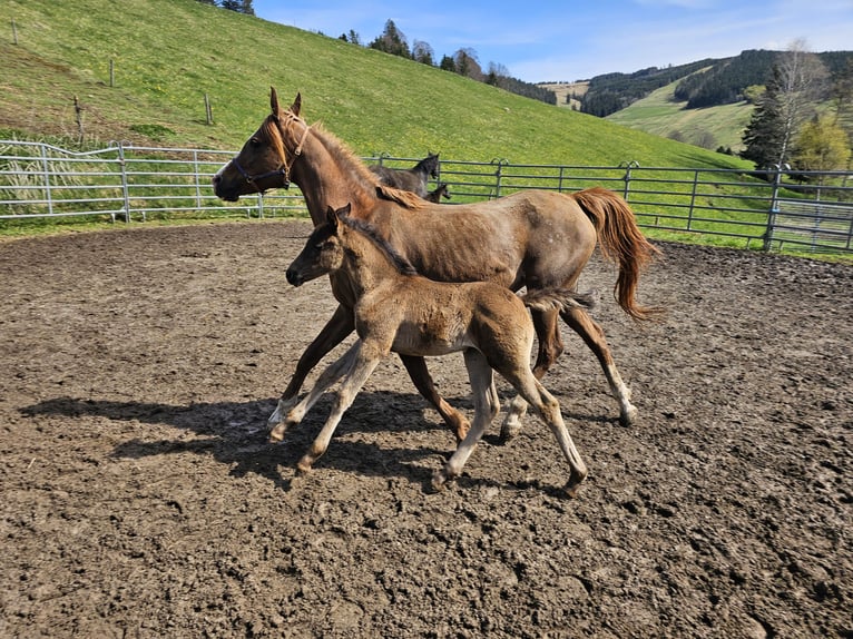Arabian horses Mare 1 year Black in Todtnau