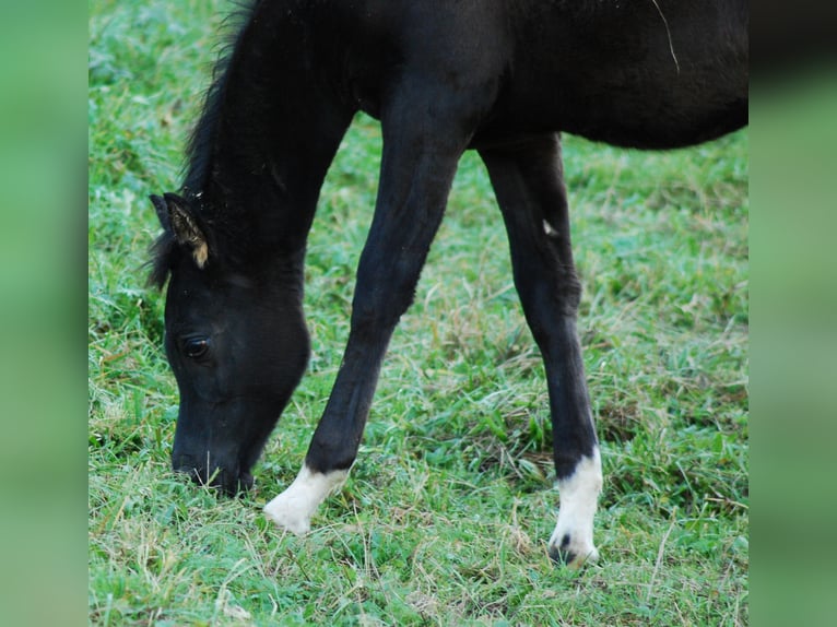 Arabian horses Mare 1 year Black in Krajna Polana