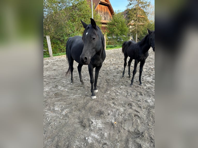 Arabian horses Mare 1 year Black in Ermensee