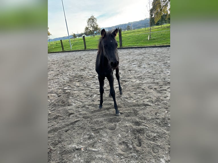 Arabian horses Mare 1 year Black in Ermensee