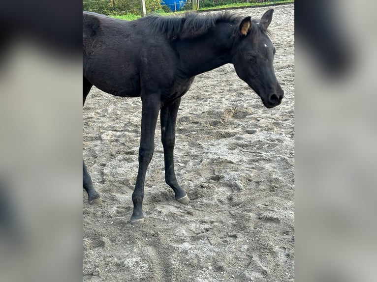 Arabian horses Mare 1 year Black in Ermensee