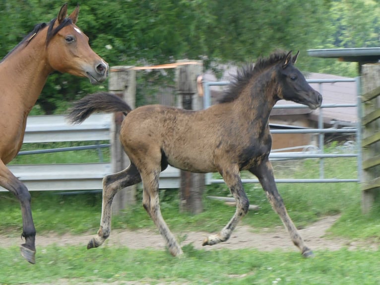 Arabian horses Mare 1 year Black in Herzberg am Harz