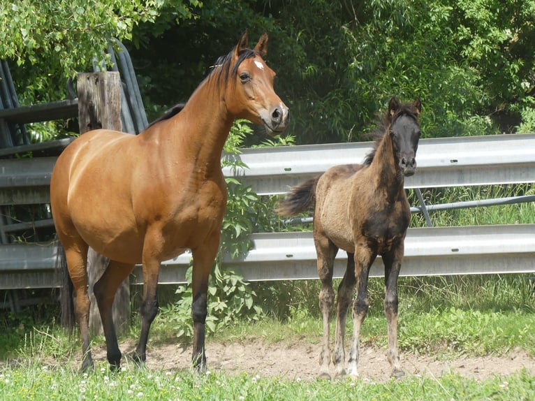 Arabian horses Mare 1 year Black in Herzberg am Harz