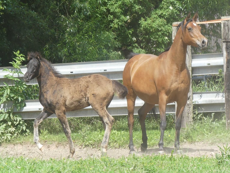 Arabian horses Mare 1 year Black in Herzberg am Harz