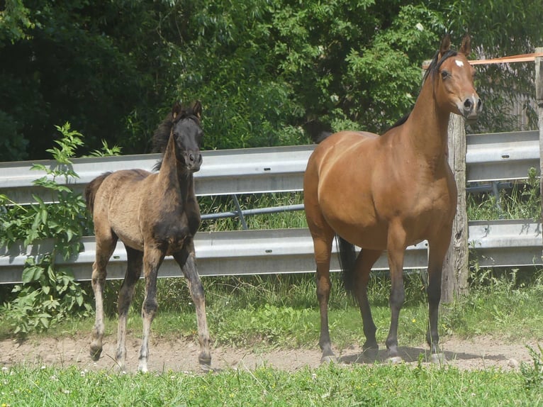 Arabian horses Mare 1 year Black in Herzberg am Harz