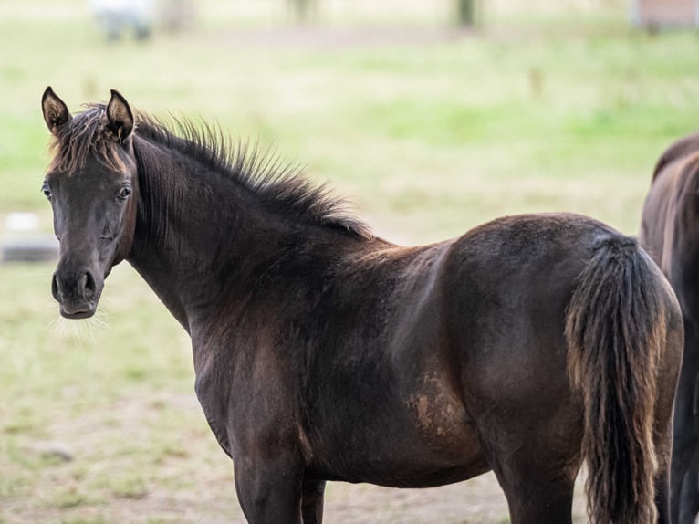 Arabian horses Mare 1 year Black in Herzberg am Harz