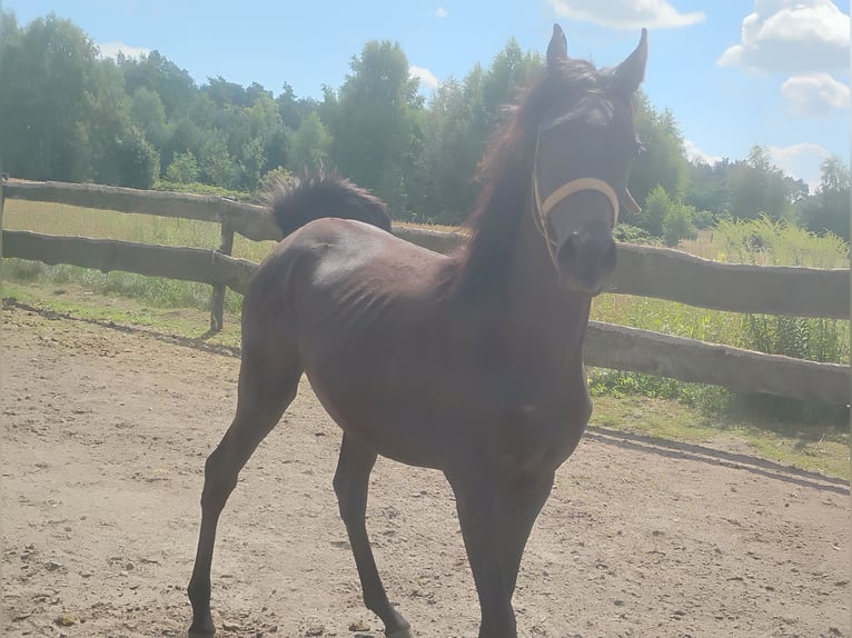 Arabian horses Mare 1 year in G&#x142;owno