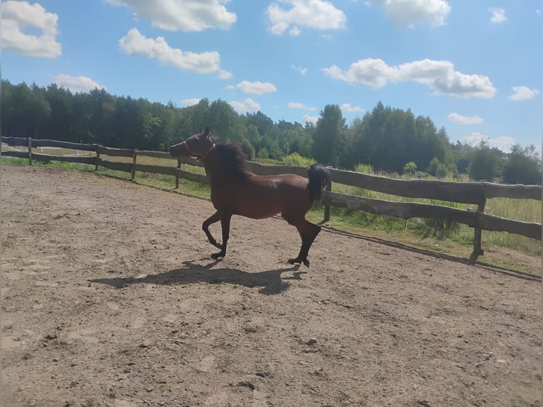 Arabian horses Mare 1 year in G&#x142;owno