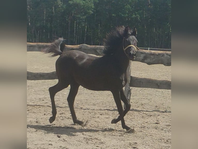 Arabian horses Mare 1 year in G&#x142;owno