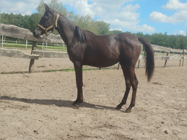 Arabian horses Mare 1 year in G&#x142;owno