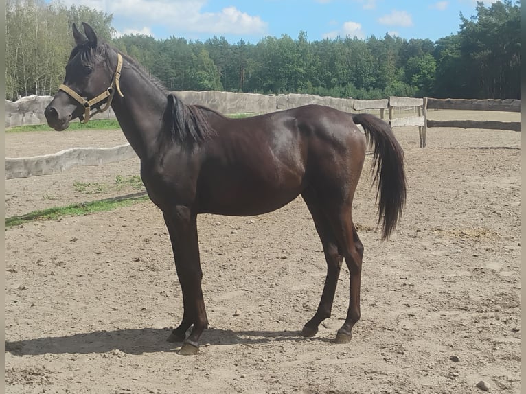 Arabian horses Mare 1 year in G&#x142;owno