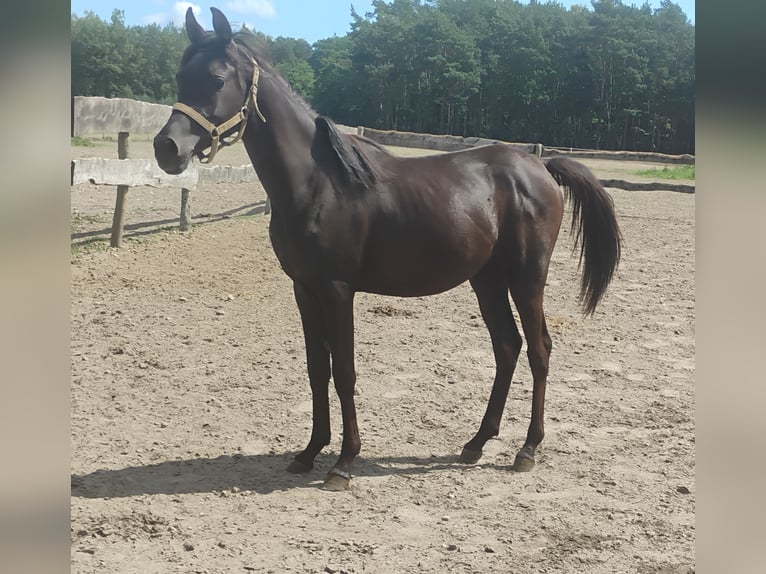 Arabian horses Mare 1 year in G&#x142;owno
