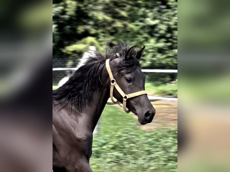 Arabian horses Mare 1 year in G&#x142;owno