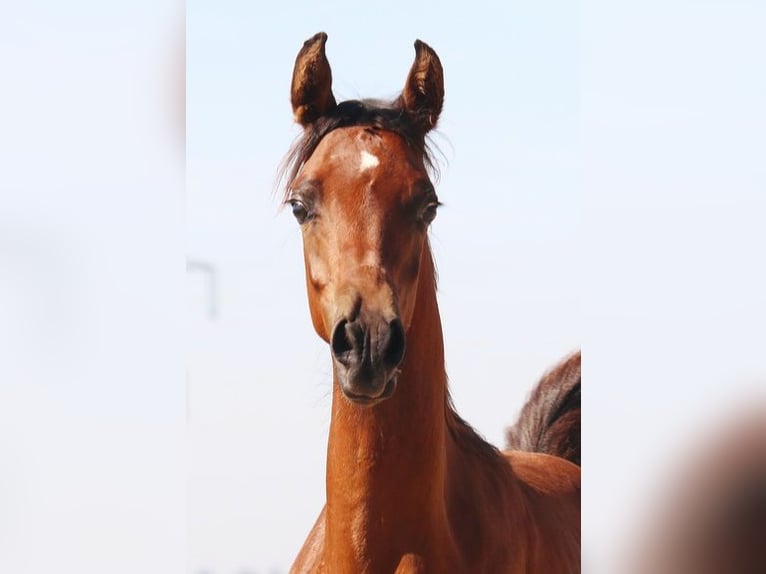 Arabian horses Mare 1 year Brown in Wallsee