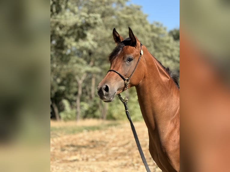 Arabian horses Mare 1 year Brown in Tilly