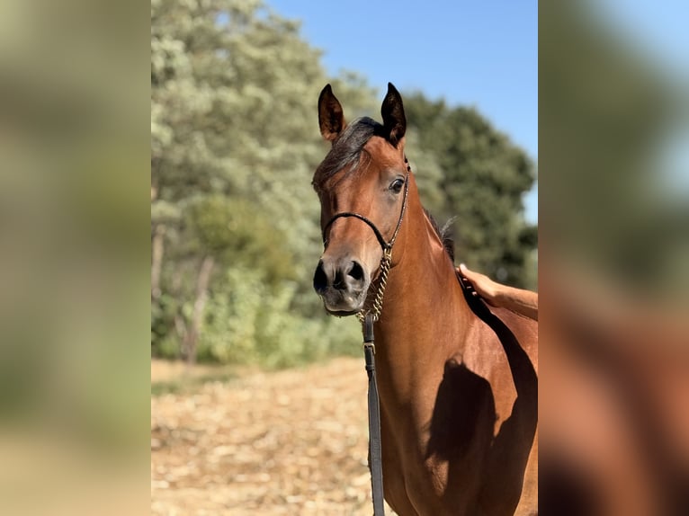 Arabian horses Mare 1 year Brown in Tilly