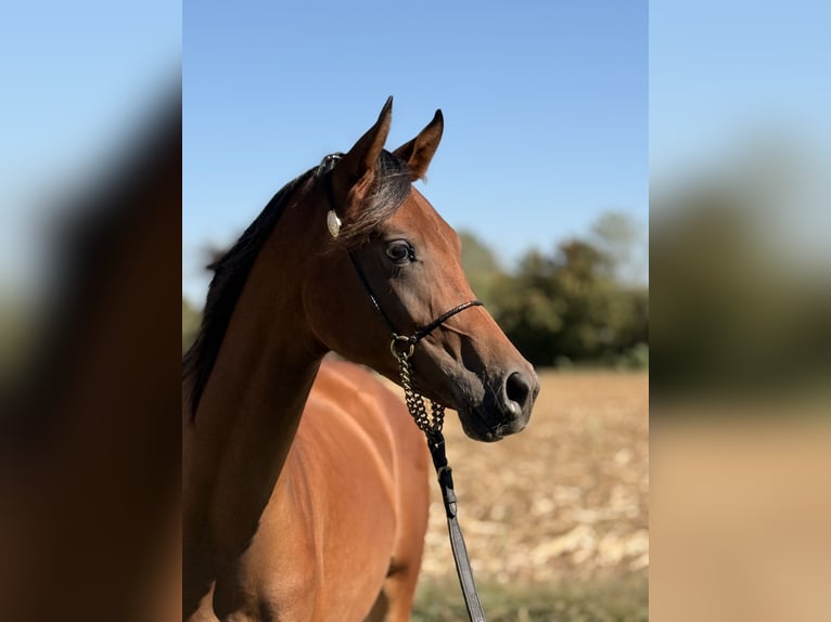 Arabian horses Mare 1 year Brown in Tilly
