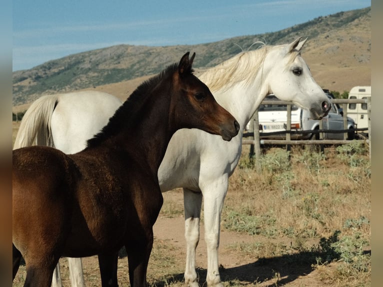 Arabian horses Mare 1 year Brown in Segovia