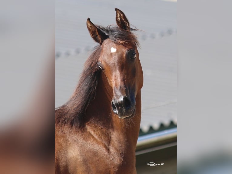 Arabian horses Mare 1 year Brown in Wallsee