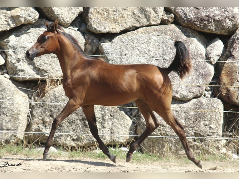 Arabian horses Mare 1 year Brown in Wallsee