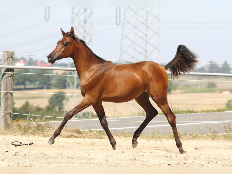 Arabian horses Mare 1 year Brown in Wallsee