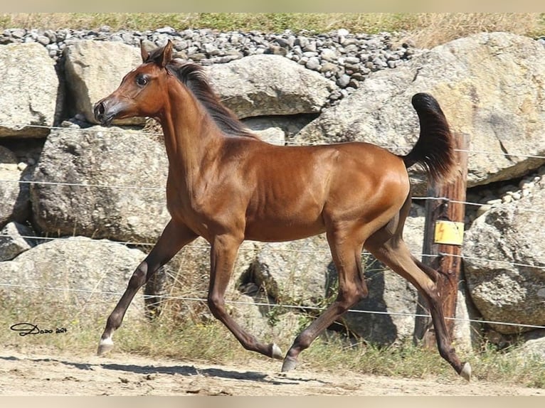 Arabian horses Mare 1 year Brown in Wallsee