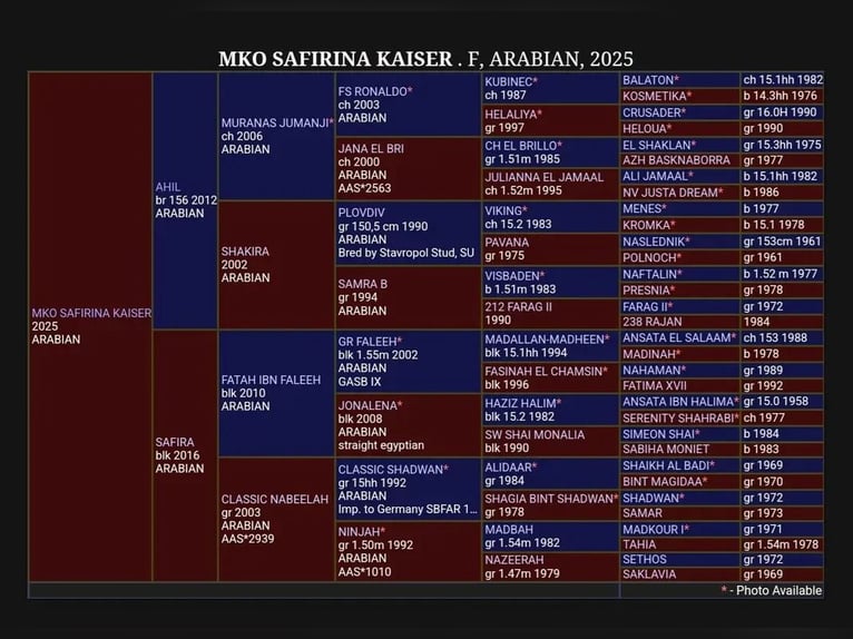 Arabian horses Mare 1 year Brown in Spielfeld