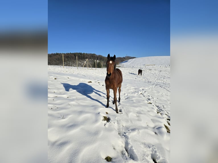 Arabian horses Mare 1 year Brown in Spielfeld